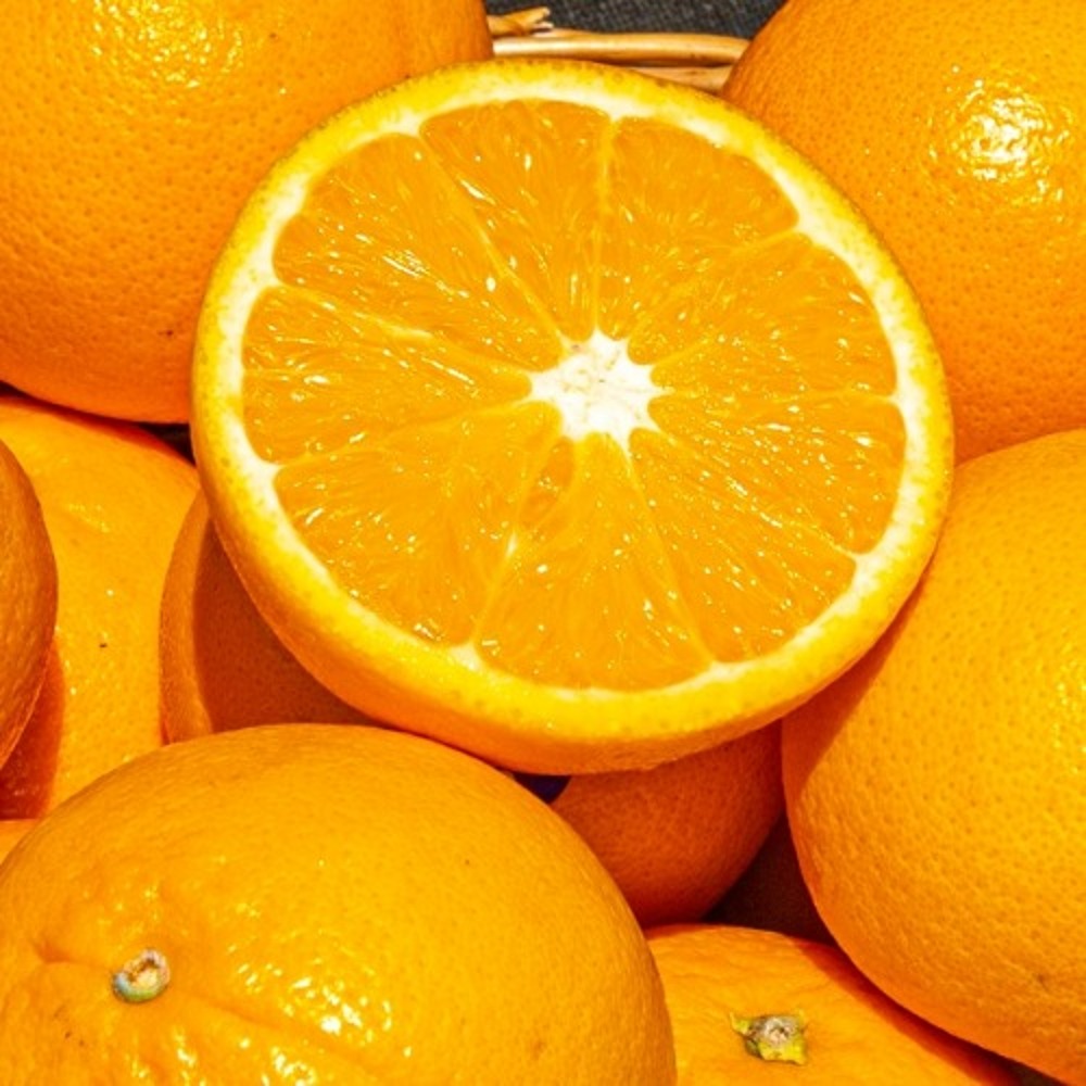 캘리포니아 산지 공수 ((무료배송)) 못난이 고당도 야생 오렌지
